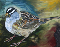 White Crowned Sparrow, 16 x 20 inches, $200.00