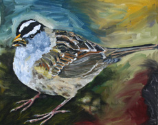 White Crowned Sparrow, 16 x 20 inches, SOLD